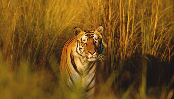 Tiger kills and eats his human pray on night patrolling in Corbett reserve