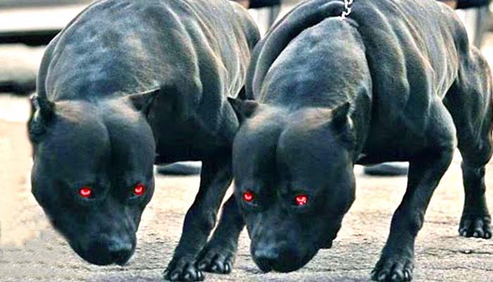 Dangerous Dog breeds that are enlisted as the Most ferocious Dogs