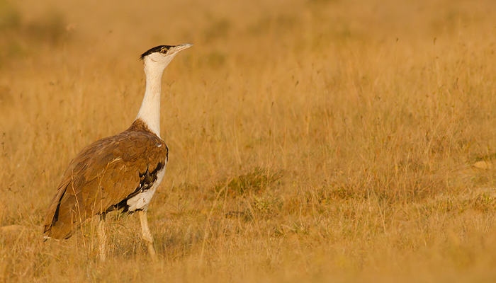 Great Indian Bustard nearing extinction due to high voltage power lines