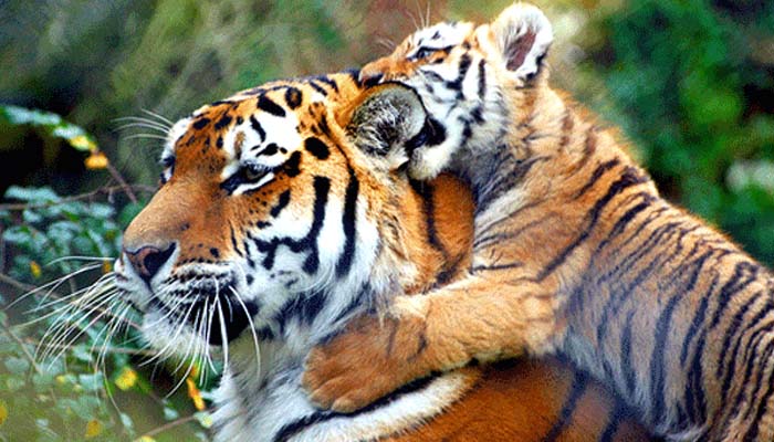 MP tops country with 526 tigers: All India Estimation report
