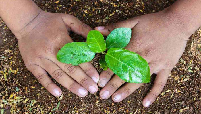 Noida Authority to plant over 1.87 lakh saplings on Independence Day