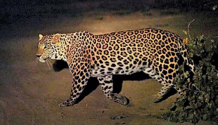 A 5-year-old boy killed in leopard attack in Gujarats Amreli