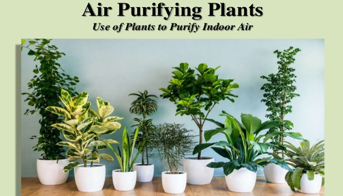 Check out these air purifying plants to fight pollution!!!