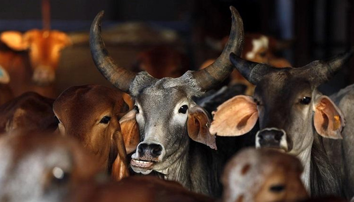 Beef ban: Ktaka govt to consider peoples feelings, says Joshi