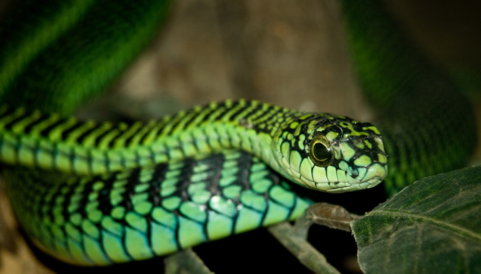 Mess with me! Ill make you bleed from every hole! Boomslang snake!