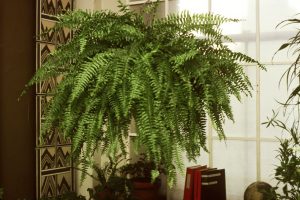 boston-fern