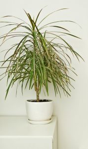 Dracaena