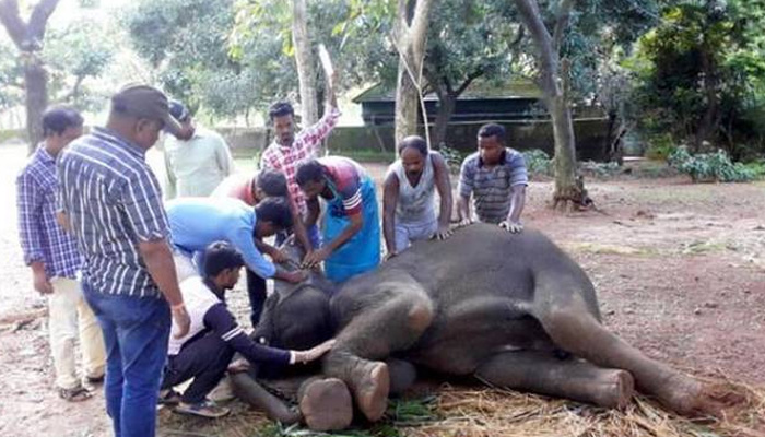 Forest & Fire personnel rescue elephant from deep dug well