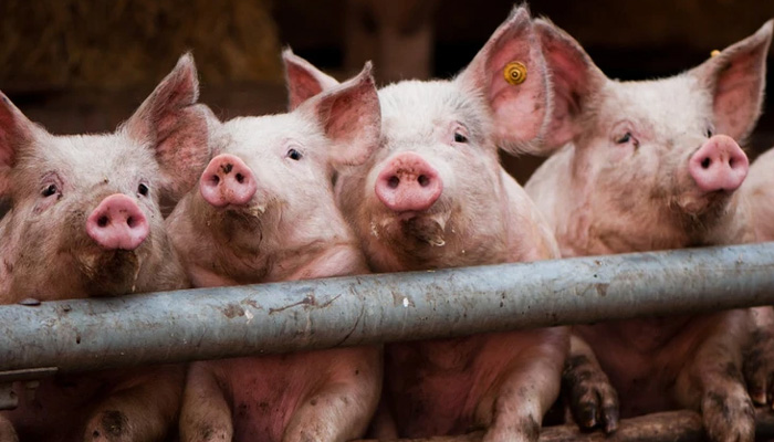 South Korea culls pigs after confirming African swine fever