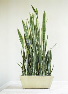 snake plant