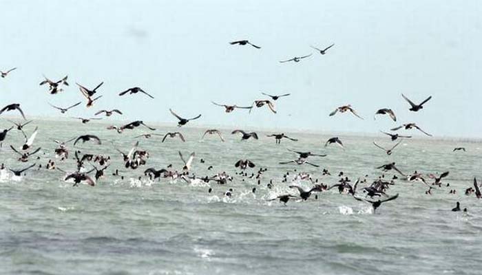 Arrival of migratory birds at Odishas Chilika lake delayed