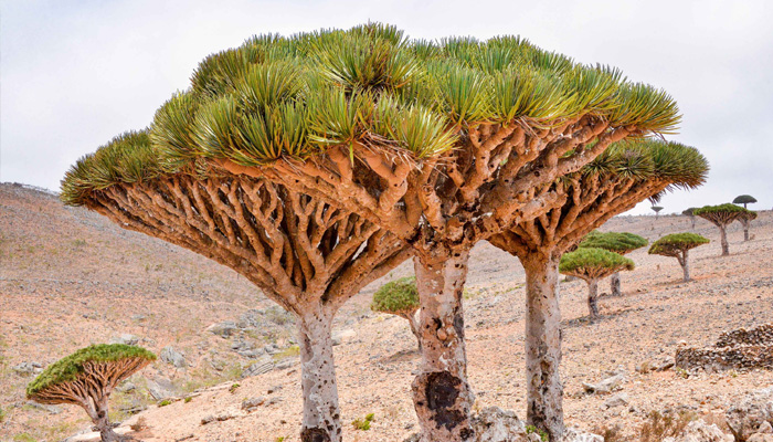 Strange but true! This tree BLEEDS on being cut! Pictures inside