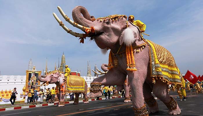 Maha polls: Man comes riding elephant to raise voter awareness