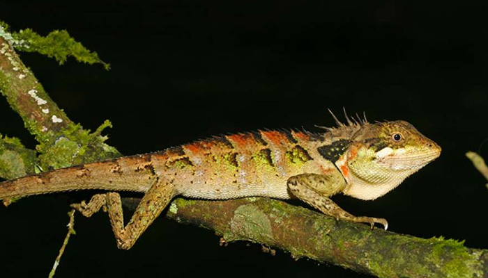 Western Ghats: 6 new lizard species found by scientists
