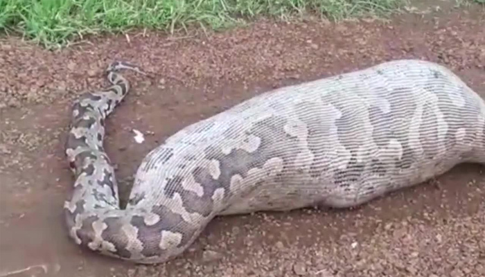 9-ft-long python gobbles up cat in Guj village, rescued