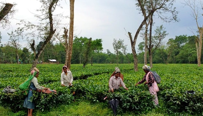 ITA dismisses report on poor living conditions in Assam tea