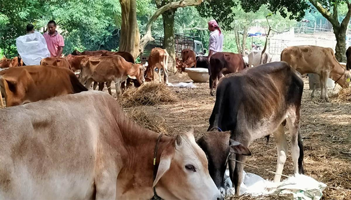 West Bengal: 2 lynched over suspicion of cattle theft
