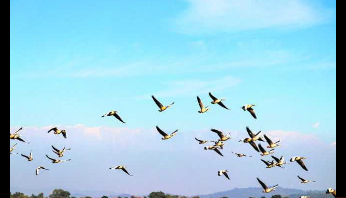 Over 50,000 migratory birds have arrived at HPs Pong reservoir
