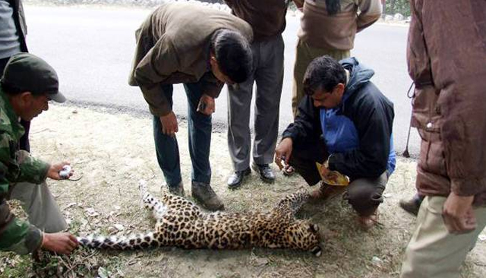 Uttar Pradesh: Injured leopard found trapped in snare, rescued