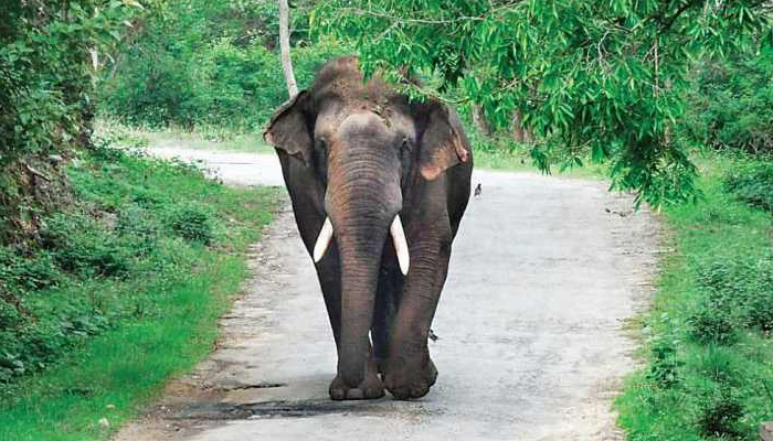 Two persons trampled to death by wild elephant in Odisha