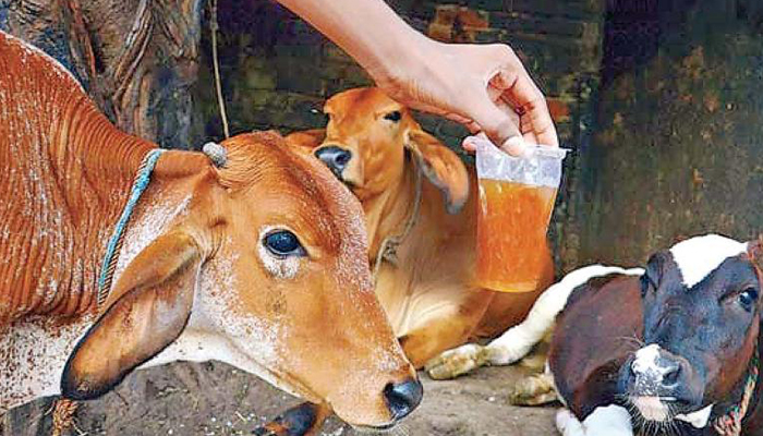 BJP activist arrested for hosting cow urine consumption event to fight COVID-19