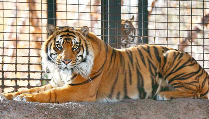 Animal safety measures in place at Punjabs Chhatbir Zoo after tiger test COVID-19 positive in US