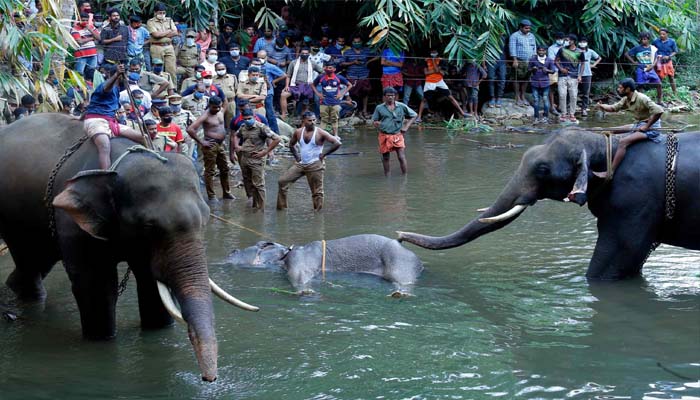 Politicians target Kerala Govt, questions Rahul Gandhi over elephants death