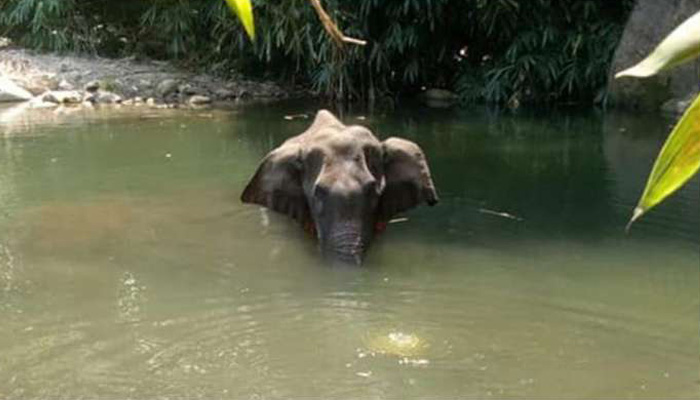 Kerala Pregnant Elephants death: First accused under arrest