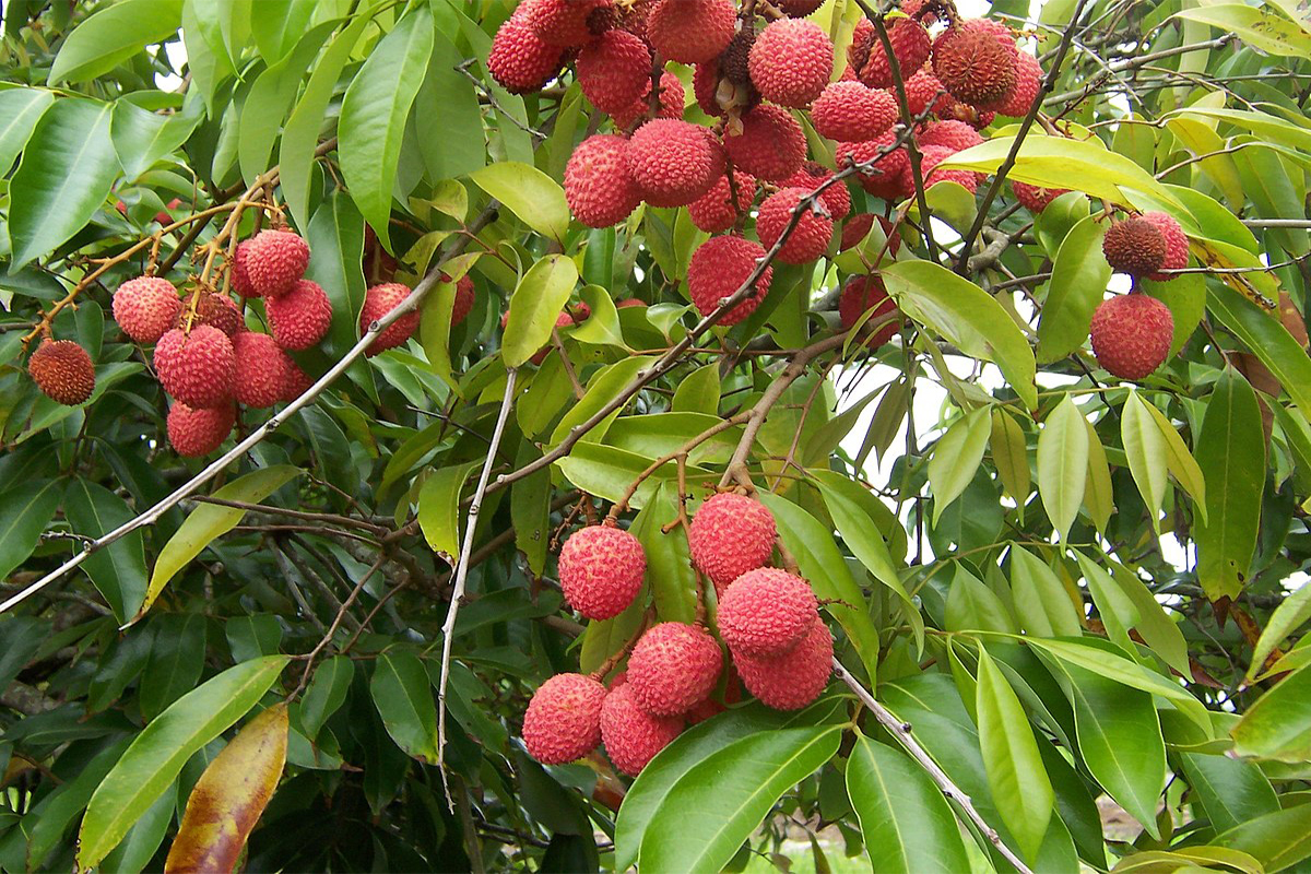 Know How Litchi Can Help In Weight Loss