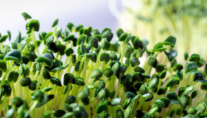 Know Benefits of Musturd Micro-Greens; Grow them at Home