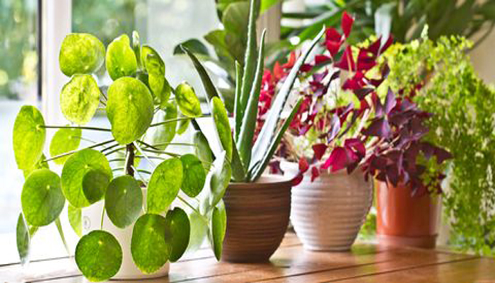Help your indoor plants survive in summer heat