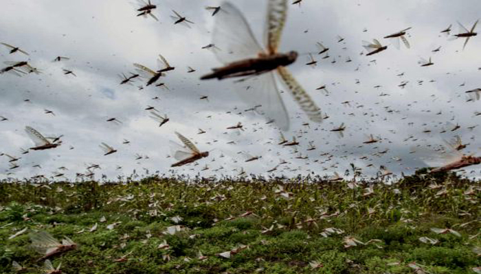 Locust Attack in UP: Swarms Of Locust Arrives In Lucknow