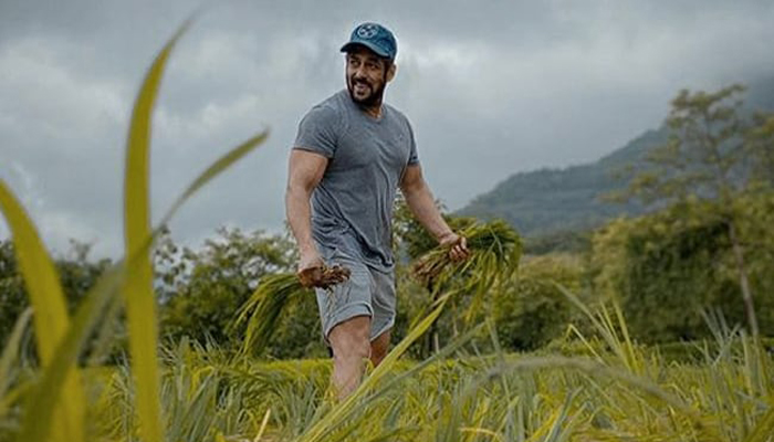 Salman Khan Trying His Hands at Farming, Gives a Glimpse Of Rice Plantation