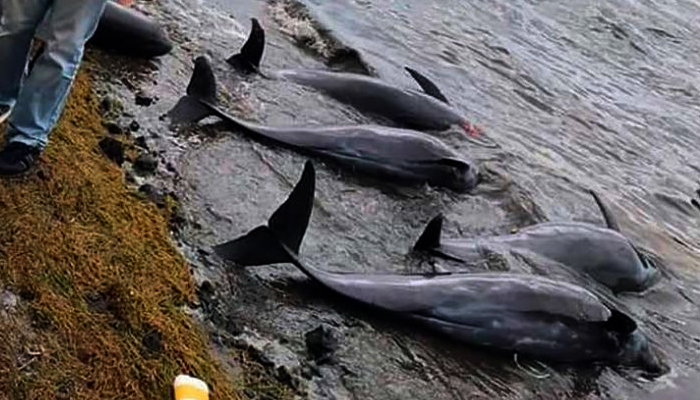 Protest in Mauritius over oil spill, dozens of dead dolphins
