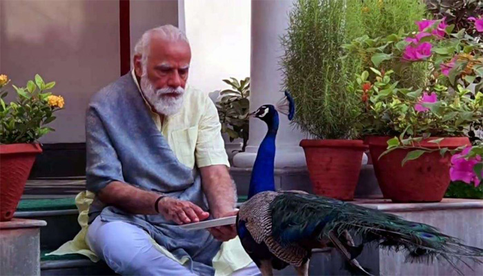 PM Modi Shares Heartwarming Video of his Precious Bond with Peacocks