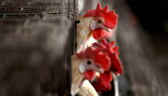 Bird flu scare: UP bans birds, poultry from other states till Jan 24