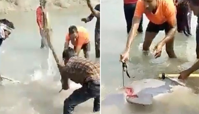 Shocking: Locals kill Dolphin in UP’s Pratapgarh; video goes viral