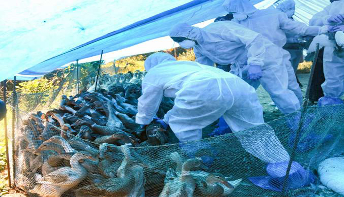 Bird Flu Scare: Is it safe to consume eggs, chicken amidst outbreak? Here's what WHO recommends
