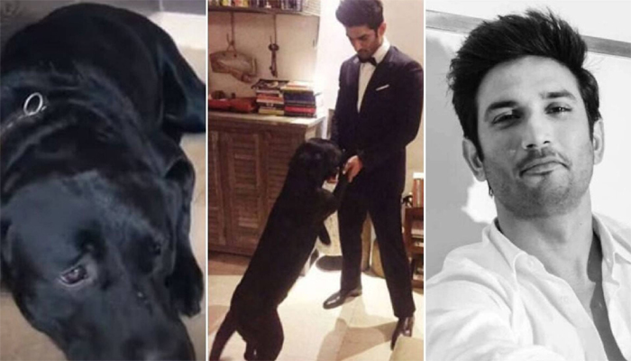 Adorable video of Sushant Singh Rajputs dog Fudge goes viral; Leaves fans emotional