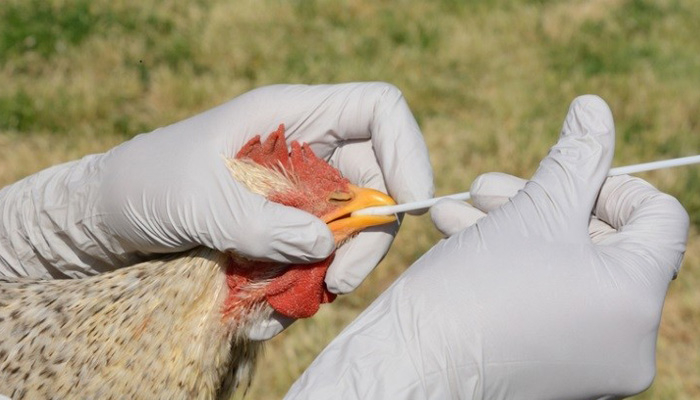 Bird flu spreads to cats and dogs as infections jump to mammals in 31 states