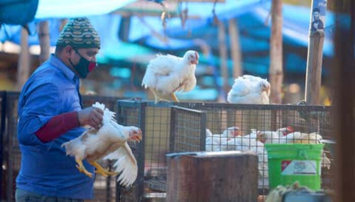 Bird Flu Terror in Maharashtra: 8,000 hens to be killed in Parbhani