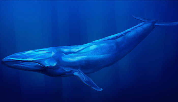 Blue Whale horror continues; Claims first life in Tamil Nadu