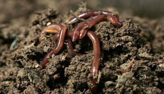 Two new species of earthworm discovered in Kerala