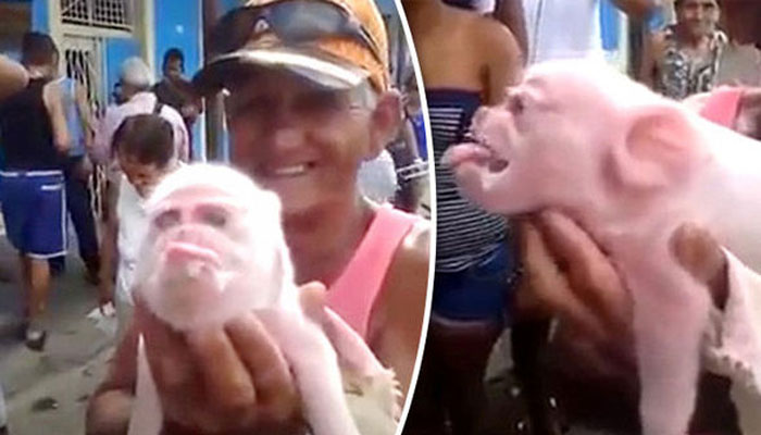 Bizarre | Monkey-faced piglet born in Western Cuba