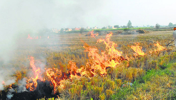 Stubble-burning in Punjab, Haryana: Few options for farmers