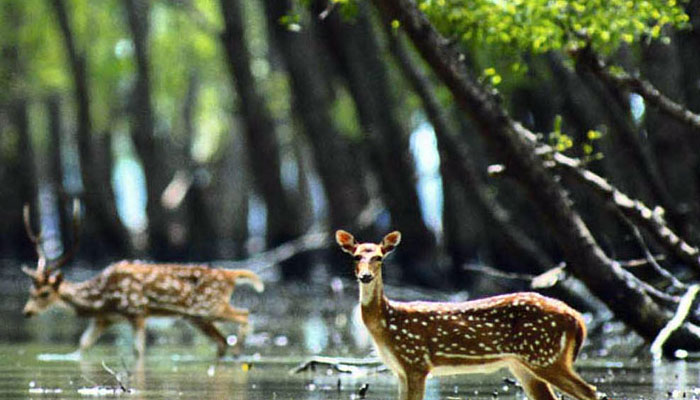 India to host United Nations wildlife summit in 2020