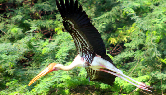 A flying stork seen at the National Zoological Park in New Delhi