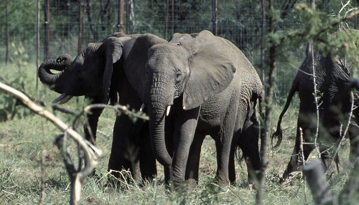 Oscar winner wants India to ban elephant rides