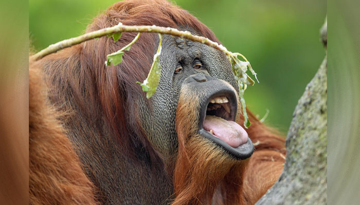 New Orangutan species among most threatened great apes
