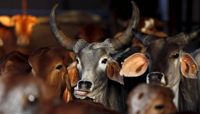 Centre withdraws order banning sale of cattle for slaughter